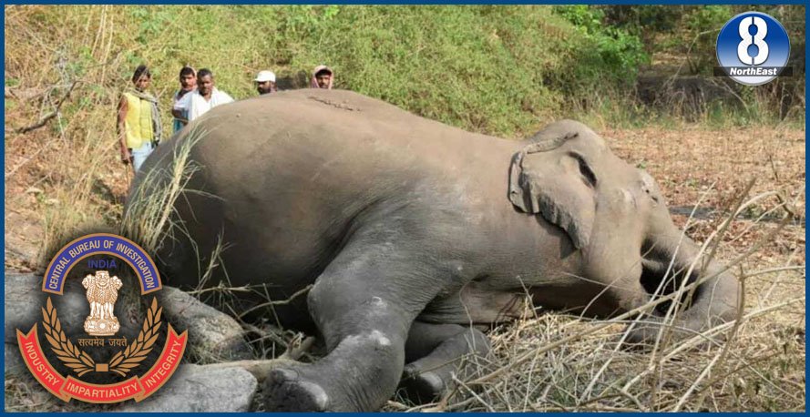 উচ্চ ন্যায়ালয়ৰ নিৰ্দেশত বনৰীয়া হাতী নিধনৰ ঘটনাৰ তদন্তত নামিল চি বি আই উচ্চ ন্যায়ালয়ৰ নিৰ্দেশত বনৰীয়া হাতী নিধনৰ ঘটনাৰ তদন্তত নামিল চি বি আই