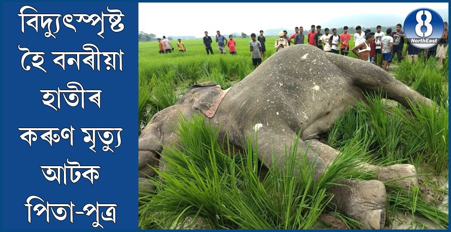 খেতি পথাৰত বিদ্যুৎস্পৃষ্ট হৈ বন্য হস্তীৰ মৃত্যু, আটক পিতা-পুত্ৰ খেতি পথাৰত বিদ্যুৎস্পৃষ্ট হৈ বন্য হস্তীৰ মৃত্যু, আটক পিতা-পুত্ৰ