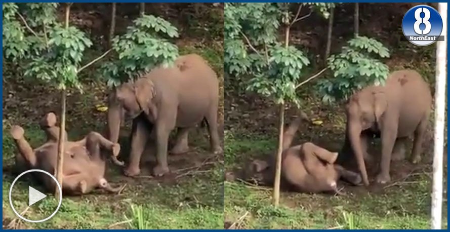 বিদ্যুৎস্পৃষ্ট হৈ মৃত হাতী পোৱালিক জীয়াই তােলাৰ চেষ্টা মাতৃৰ, দৃশ্য ভাইৰেল বিদ্যুৎস্পৃষ্ট হৈ মৃত হাতী পোৱালিক জীয়াই তােলাৰ চেষ্টা মাতৃৰ, দৃশ্য ভাইৰেল